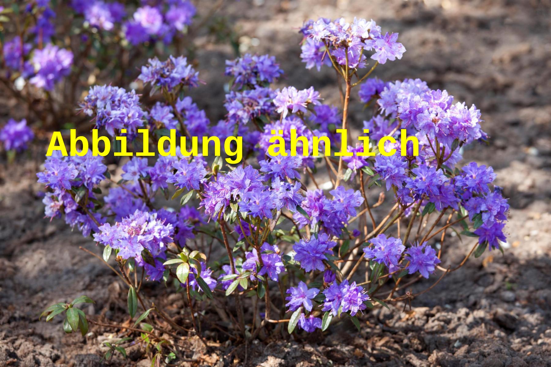 Rhododendron russatum (Rhododendron russatum)