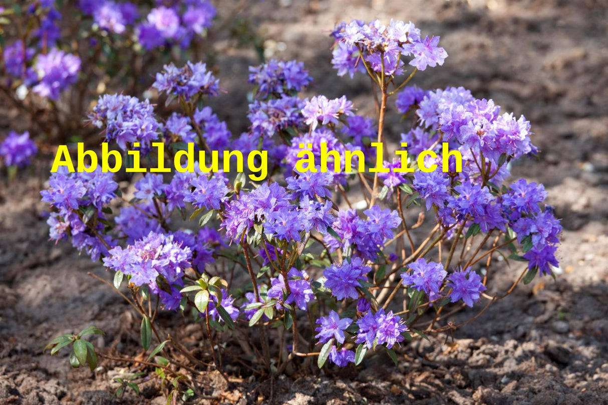 Genaues Foto für Rhododendron russatum folgt; dieses ähnliche Bild dient der Illustration von Rhododendron russatum