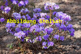 Genaues Foto für Rhododendron russatum folgt; dieses ähnliche Bild dient der Illustration von Rhododendron russatum