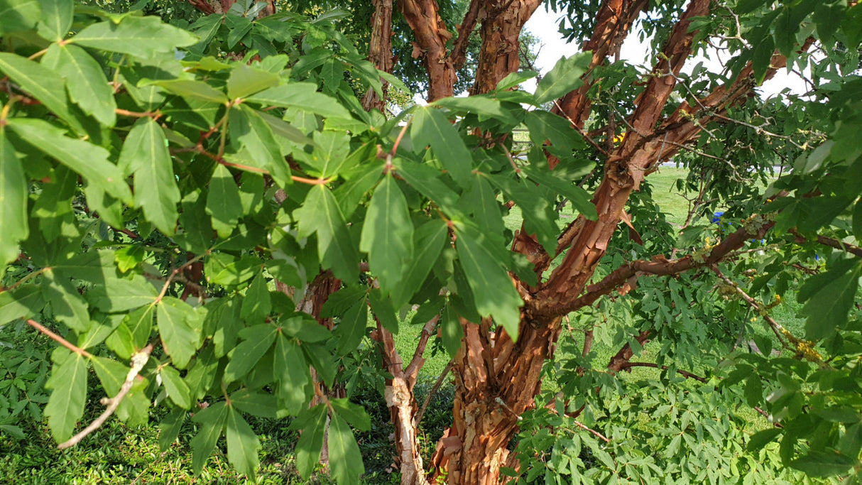Acer griseum; hier mit Sommerbelaubung; dekorativ; Einsatzmöglichkeit z.B. : Bienenweide;;ab 84,50 Euro
