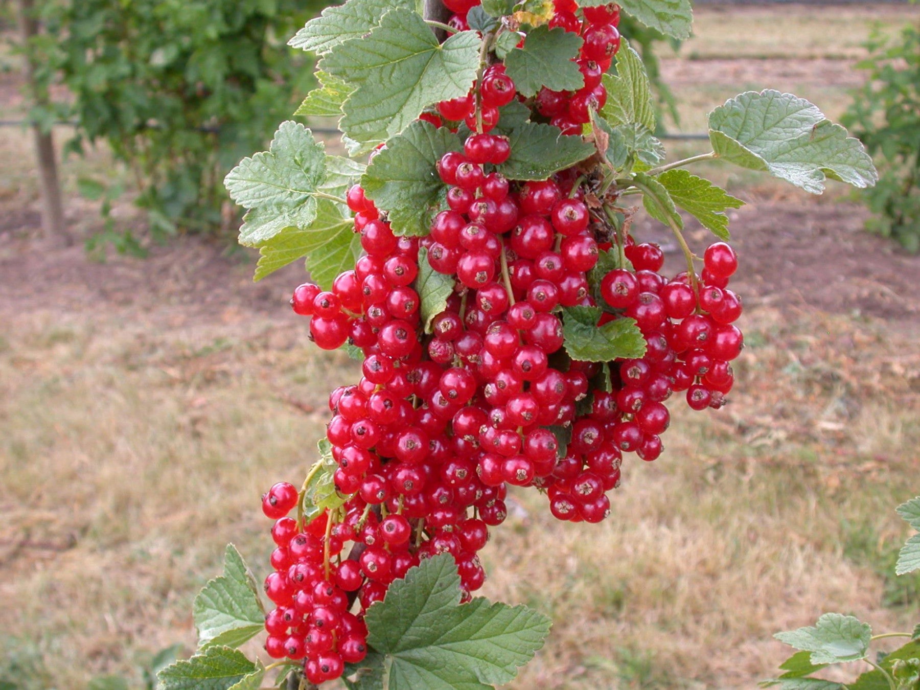 Ribes rubrum 'Rotet' (Johannisbeere 'Rotet')