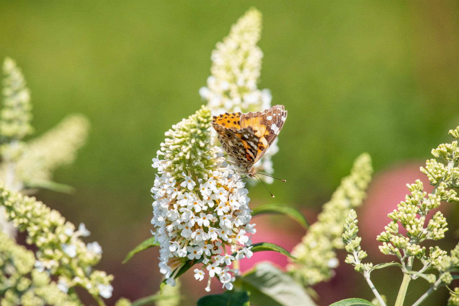 Buddleja davidii 'Reve de Papillon' (Sommerflieder 'Reve de Papillon' -R-)