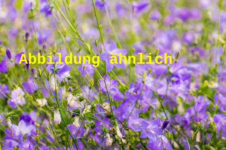 Genaues Foto für Campanula rotundifolia 'Olympica' folgt; dieses ähnliche Bild dient der Illustration von Rundblättrige Garten-Glockenblume