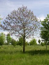 Kaiserbaum; große Blätter; erhältlich mit Stammumfang von 12-14 bis 20-25 cm;;günstig mit Qualität