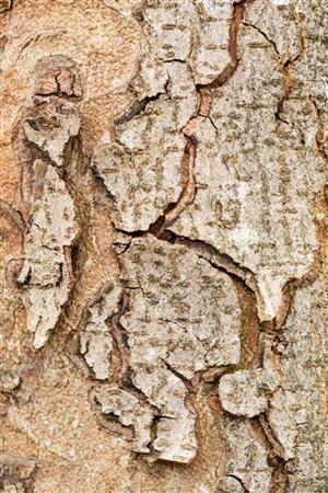 Gewöhnliche Rosskastanie; Rinde; pflegeleicht; Einsatzmöglichkeit z.B. : Garten; erhältlich mit Stammumfang von 12-14 bis 20-25 cm;;günstig mit Qualität