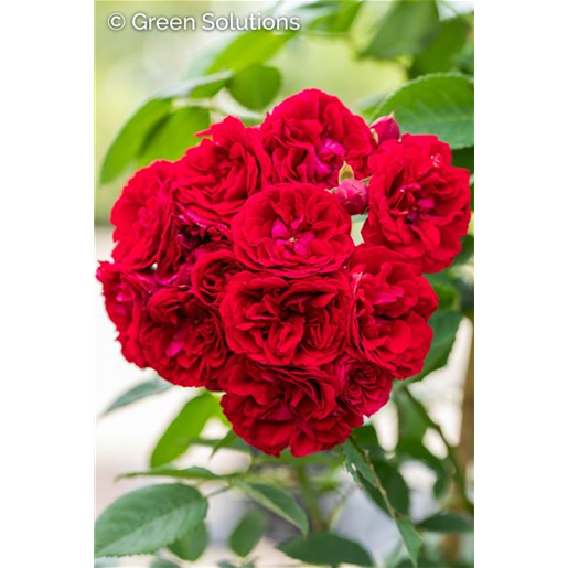 Kletterrose 'Chevy Chase'; hier mit Blüte; reichblühend; Einsatzmöglichkeit z.B. : Pergola;;hier kaufen