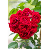 Kletterrose 'Chevy Chase'; hier mit Blüte; reichblühend; Einsatzmöglichkeit z.B. : Pergola;;hier kaufen