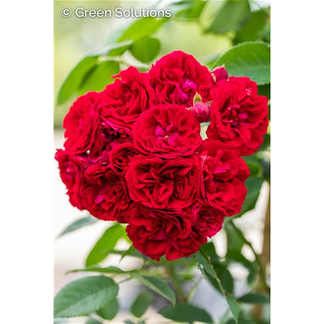 Kletterrose 'Chevy Chase'; hier mit Blüte; reichblühend; Einsatzmöglichkeit z.B. : Pergola;;hier kaufen