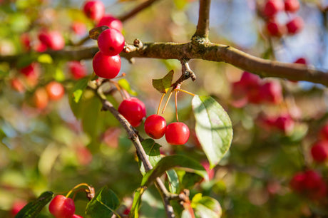 Zierapfel 'Red Sentinel'; mit Früchten/Fruchtbehang; robust; Einsatzmöglichkeit z.B. : Ziergehölz; erhältlich von 60-100 bis 450-650 cm;;hier kaufen