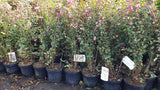 Symphoricarpos doorenbosii 'Kordes'; als Pflanze im Beet; dekorative Früchte; Einsatzmöglichkeit z.B. : Bienenweide;;günstig mit Qualität