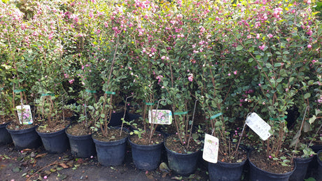 Symphoricarpos doorenbosii 'Kordes'; als Pflanze im Beet; dekorative Früchte; Einsatzmöglichkeit z.B. : Bienenweide;;günstig mit Qualität