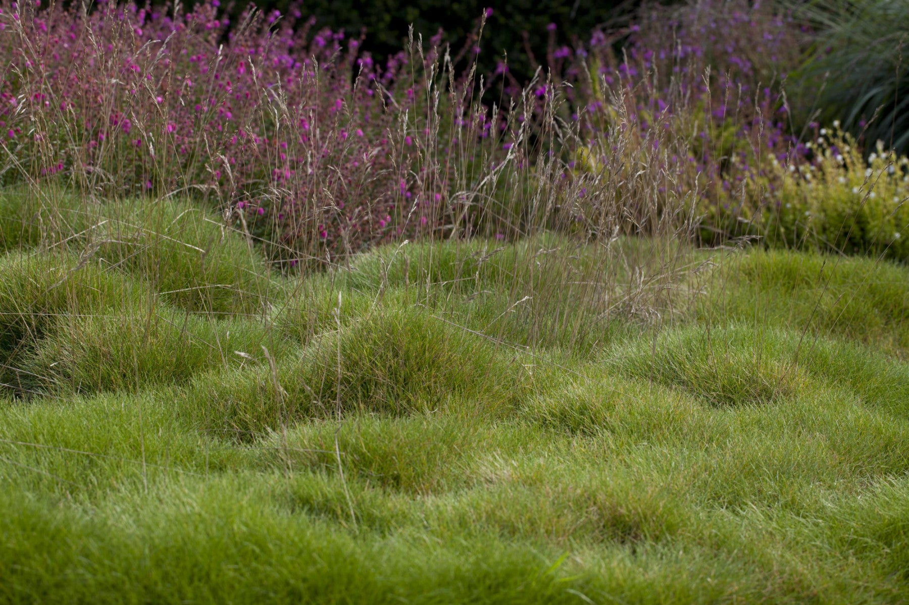 Festuca gautieri (Bärenfell-Schwingel)