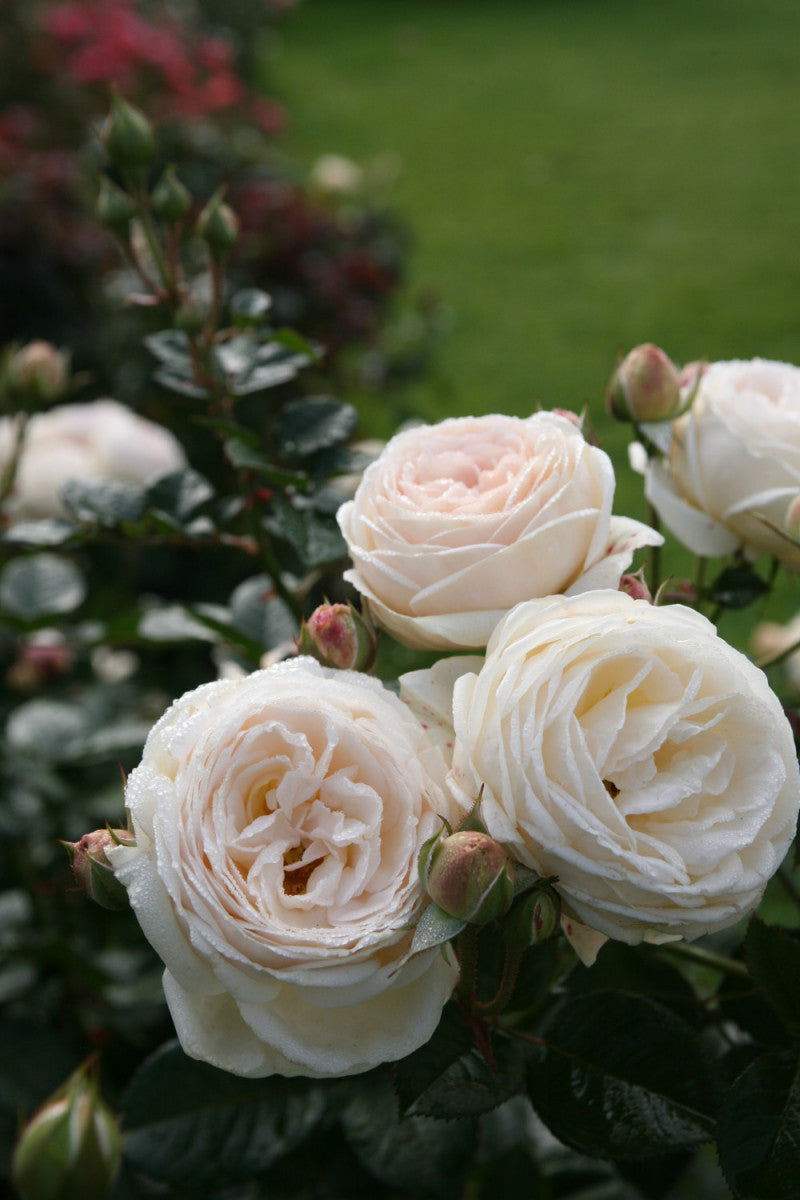 Rosa 'Artemis' STR (Strauchrose 'Artemis' -R-)