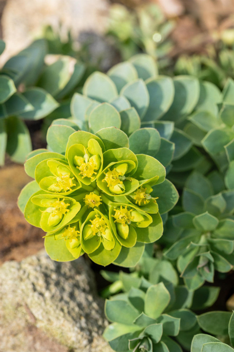 Euphorbia myrsinites (Walzen-Wolfsmilch)