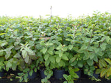 Je nach Variante (siehe Beschreibung) werden entsprechende Pflanzen geliefert, jahreszeitbedingt sehen Pflanzen unterschiedlich aus.