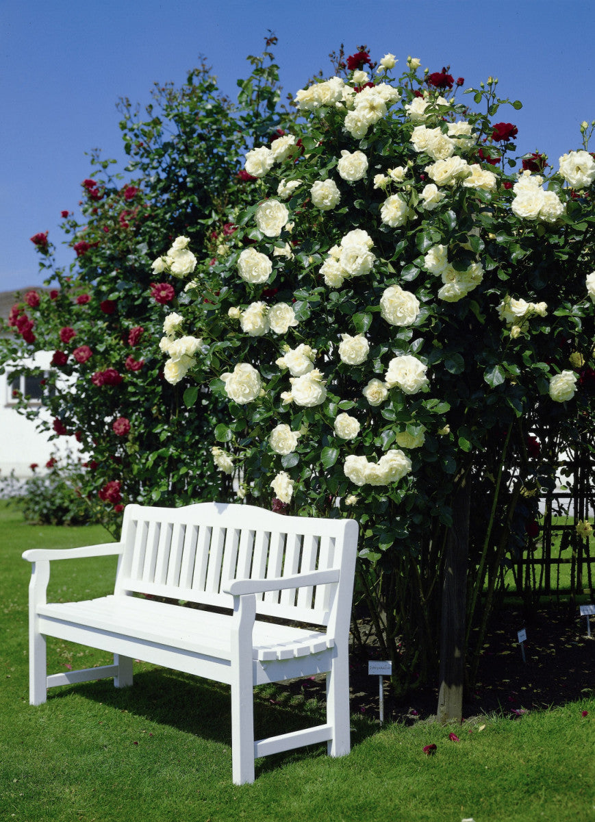 Rosa 'Schneewalzer' KL (Kletterrose 'Schneewalzer' -R-)