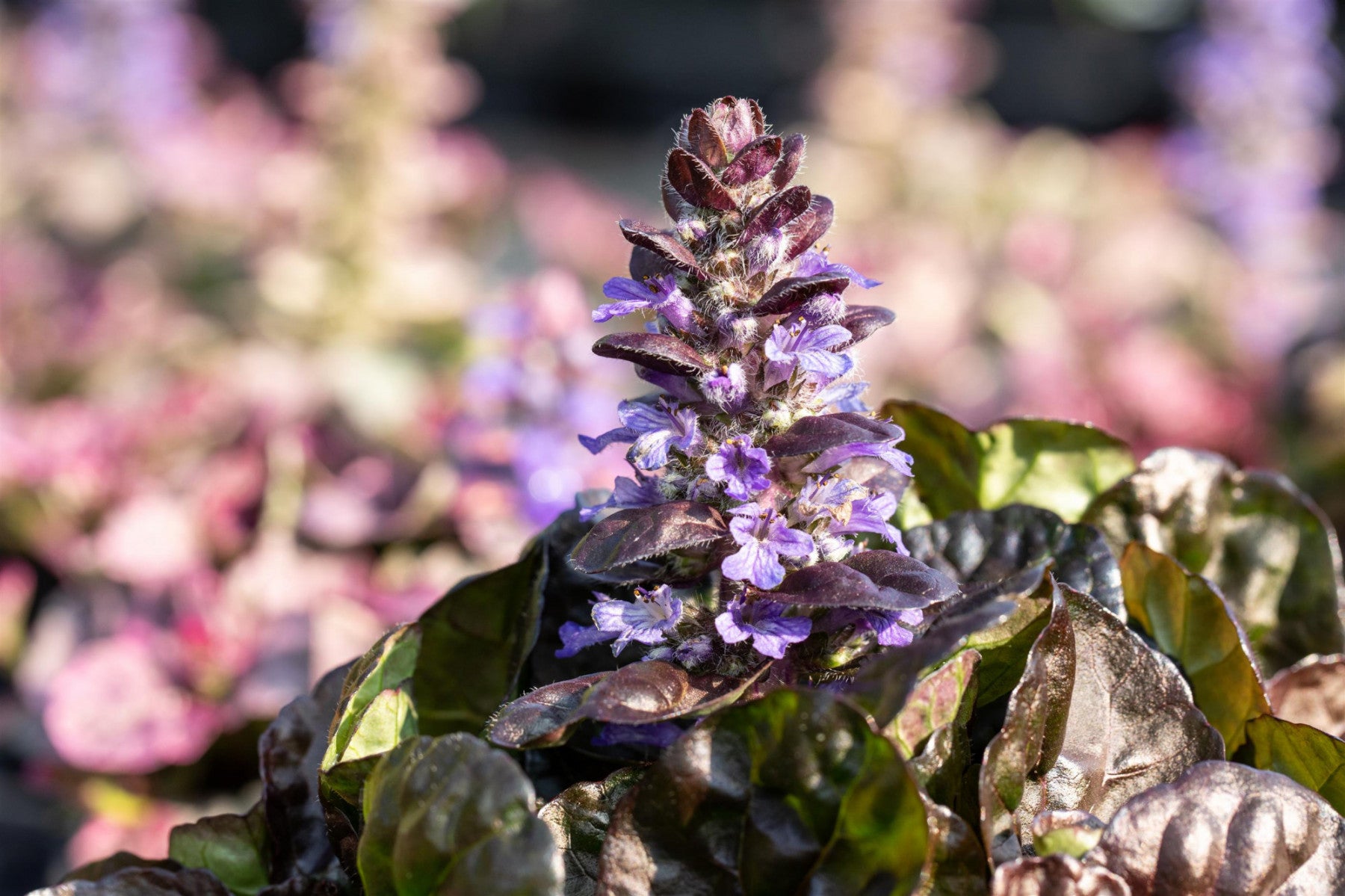Ajuga reptans 'Black Scallop' (Garten-Günsel)