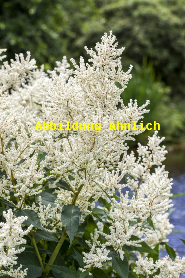 Genaues Foto für Aruncus aethusifolius 'Noble Spirit' folgt; dieses ähnliche Bild dient der Illustration von Kleiner Garten-Geißbart