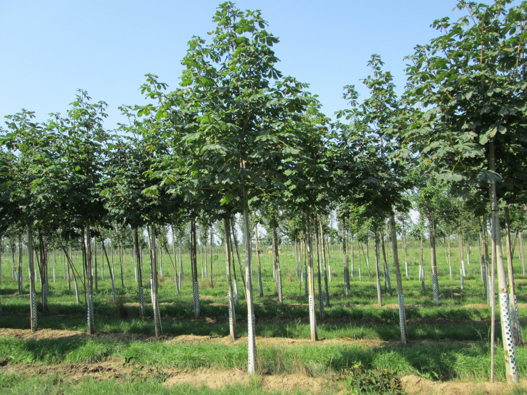 Aesculus carnea 'Briotii' (Scharlachkastanie)