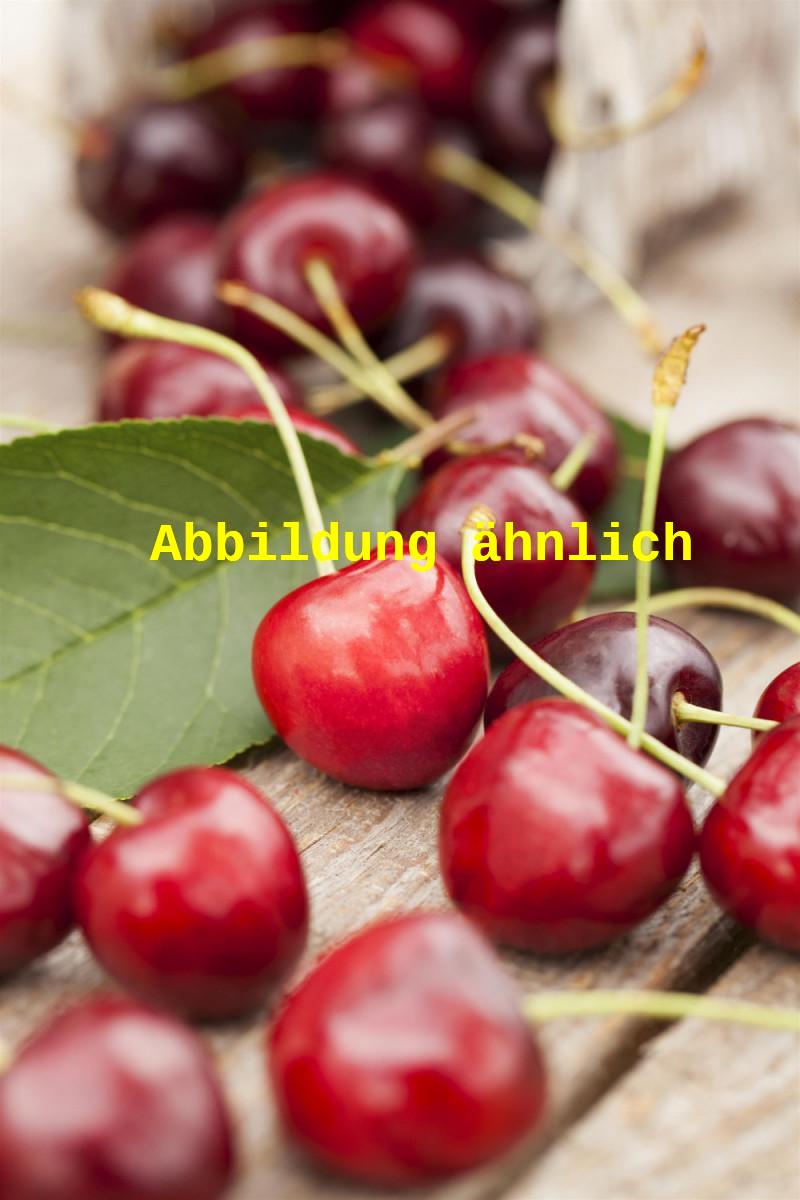 Genaues Foto für Prunus av. 'Johanna' folgt; dieses ähnliche Bild dient der Illustration von Süßkirsche 'Johanna' 4. KW