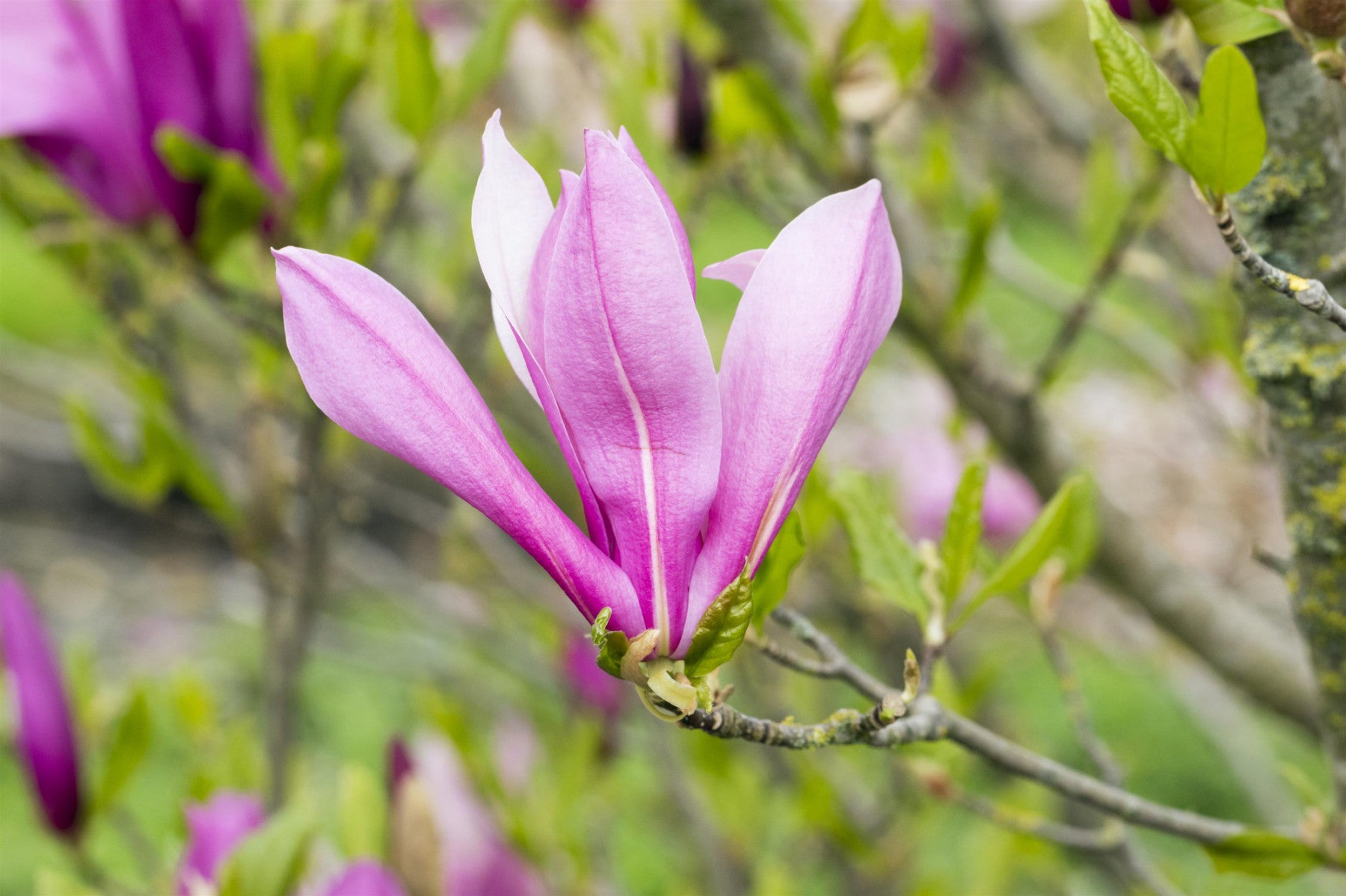 Magnolia liliiflora 'Ricki' (Purpurmagnolie 'Ricki')