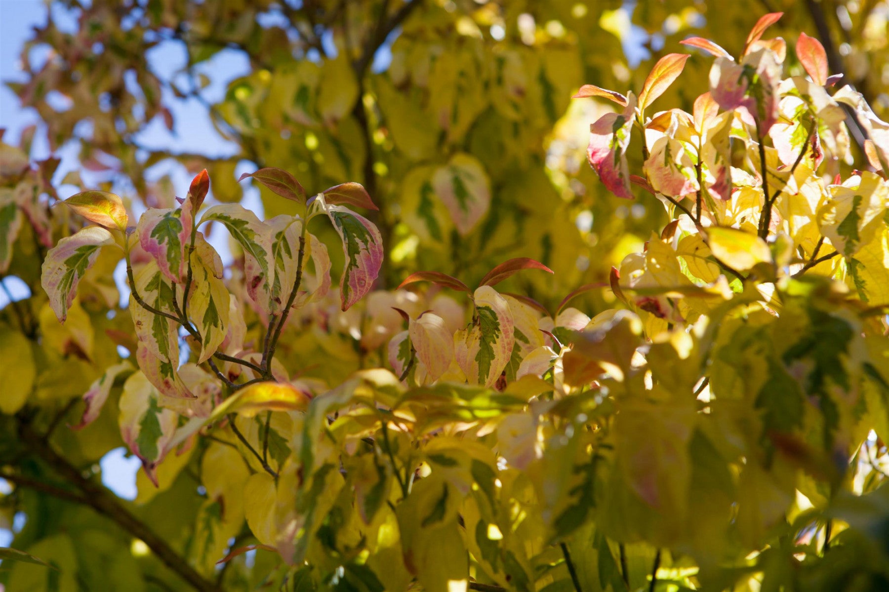 Cornus florida 'Cherokee Sunset' (Amerik. Blumen-Hartriegel 'Cherokee Sunset')