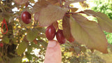 Cornus mas; mit Früchten/Fruchtbehang; bietet Vögeln Schutz; Einsatzmöglichkeit z.B. : Windschutzgehölz;;ab 3,02 Euro