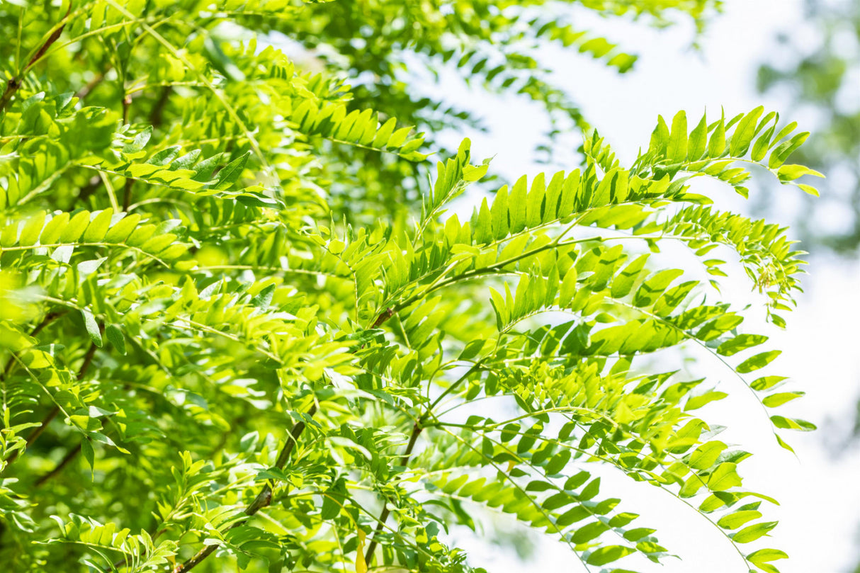 Lederhülsenbaum; schnittverträglichkeit; erhältlich von 270-330 bis 450-650 cm;;hier kaufen