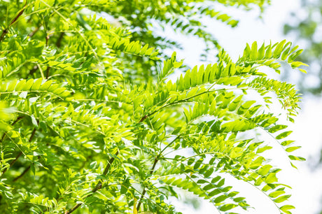 Lederhülsenbaum; schnittverträglichkeit; erhältlich von 270-330 bis 450-650 cm;;hier kaufen