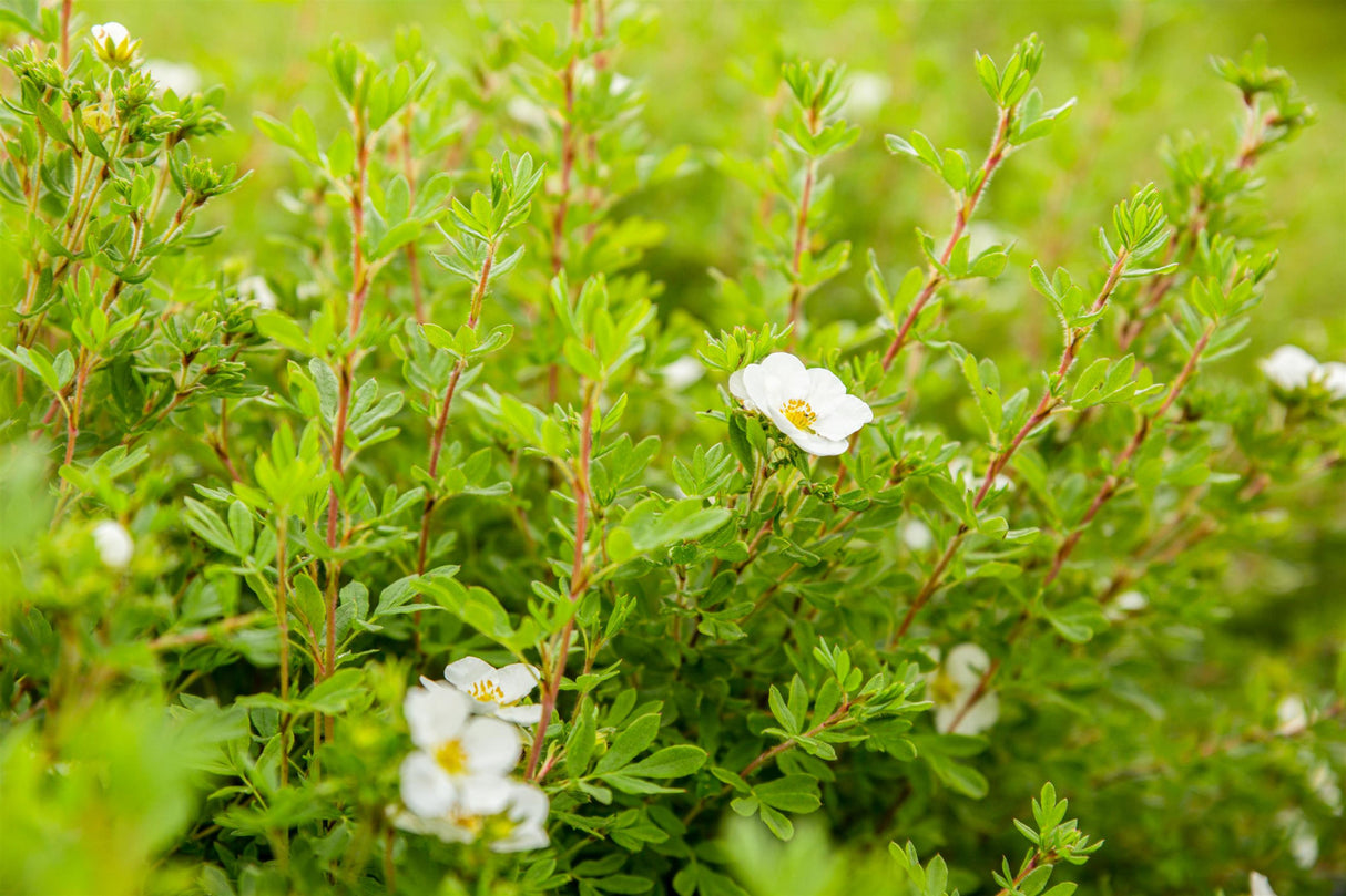 Potentilla 'Abbotswood'; hier mit Sommerbelaubung; reichblühend; Einsatzmöglichkeit z.B. : Heckenpflanze;;ab 5,60 Euro