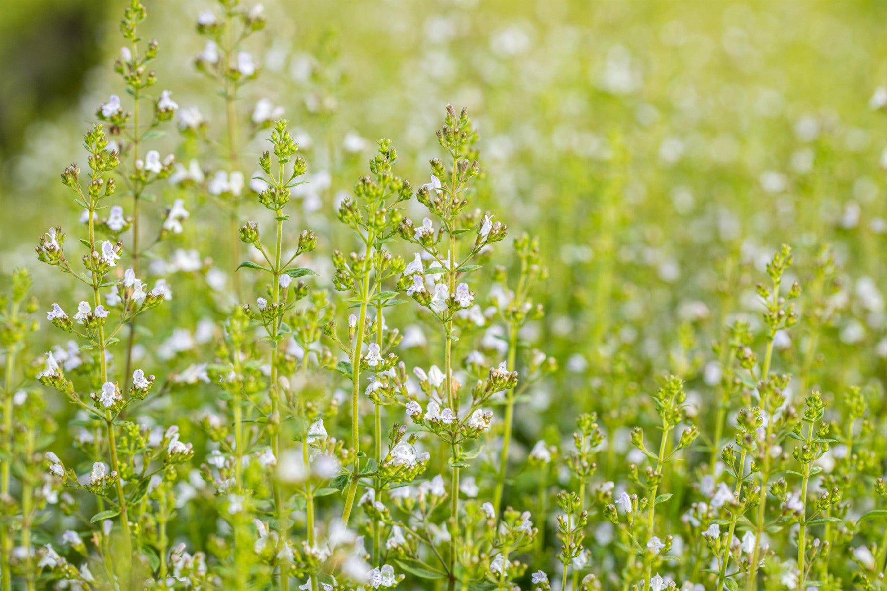 Calamintha nepeta 'Triumphator' (Kleinblütige Garten-Bergminze)