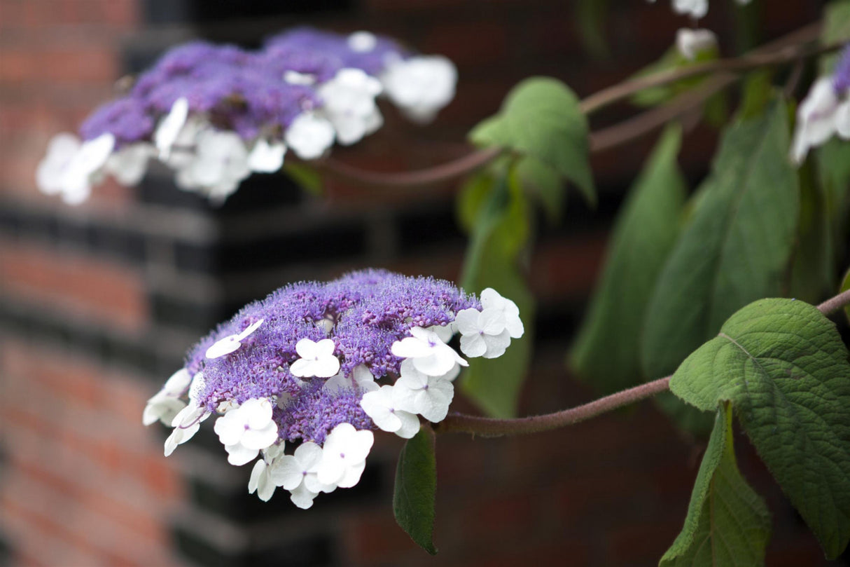 Fellhortensie 'Macrophylla'; hier mit Blüte; attraktive Herbstfärbung; Einsatzmöglichkeit z.B. : Solitärpflanze; erhältlich von 40-60 bis 125-150 cm;;hier kaufen