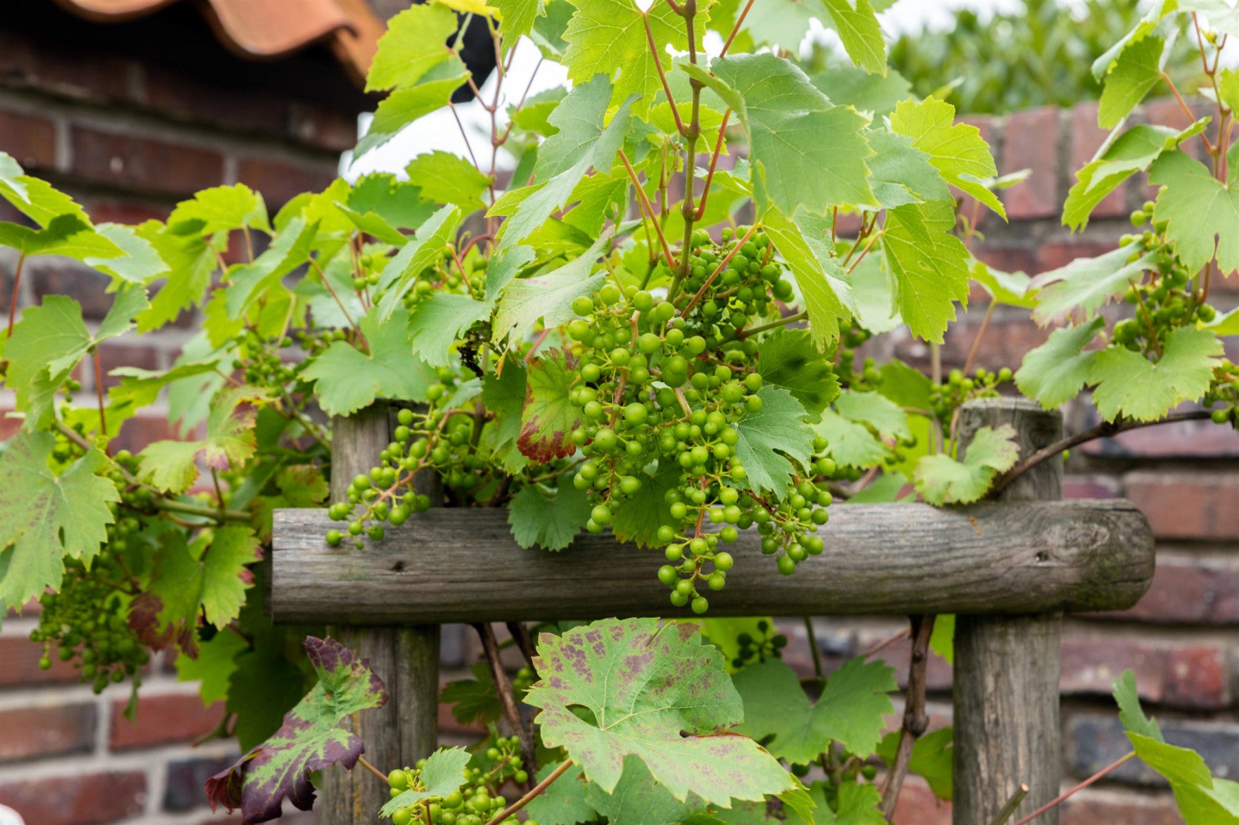 Vitis 'Huxelrebe' (Weintraube 'Huxelrebe' -S-)