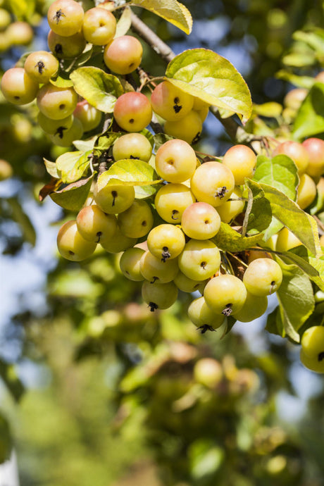Zierapfel 'Butterball'; mit Früchten/Fruchtbehang; dekorative Früchte; Einsatzmöglichkeit z.B. : Ziergehölz; erhältlich von 60-100 bis 450-650 cm;;hier kaufen