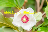 Genaues Foto für Magnolia sieboldii folgt; dieses ähnliche Bild dient der Illustration von Sommermagnolie
