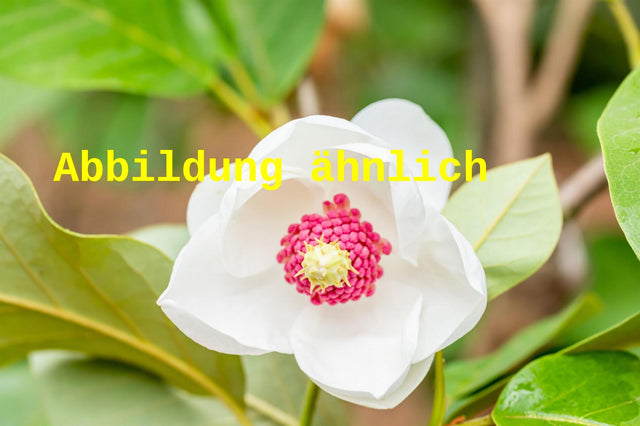 Genaues Foto für Magnolia sieboldii folgt; dieses ähnliche Bild dient der Illustration von Sommermagnolie