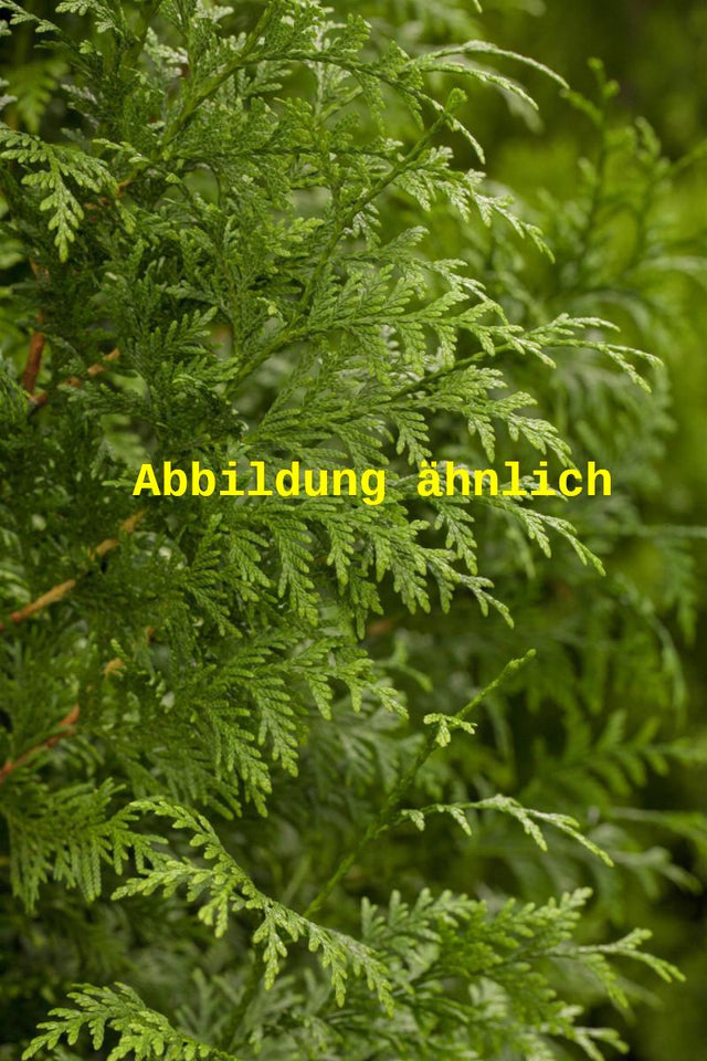 Genaues Foto für Thuja plicata 'Excelsa' folgt; dieses ähnliche Bild dient der Illustration von Großer Lebensbaum