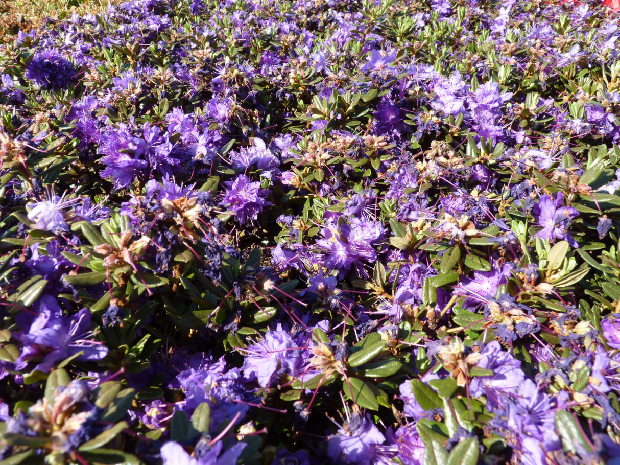 Rhododendron impeditum 'Azurika'; in Gruppe; langsamwüchsig; Einsatzmöglichkeit z.B. : Steingarten;;Pflanzen vom Profi