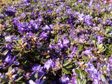 Rhododendron impeditum 'Azurika'; in Gruppe; langsamwüchsig; Einsatzmöglichkeit z.B. : Steingarten;;Pflanzen vom Profi