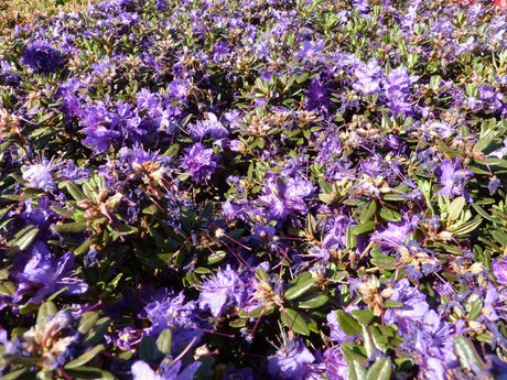 Rhododendron impeditum 'Azurika'; in Gruppe; langsamwüchsig; Einsatzmöglichkeit z.B. : Steingarten;;Pflanzen vom Profi