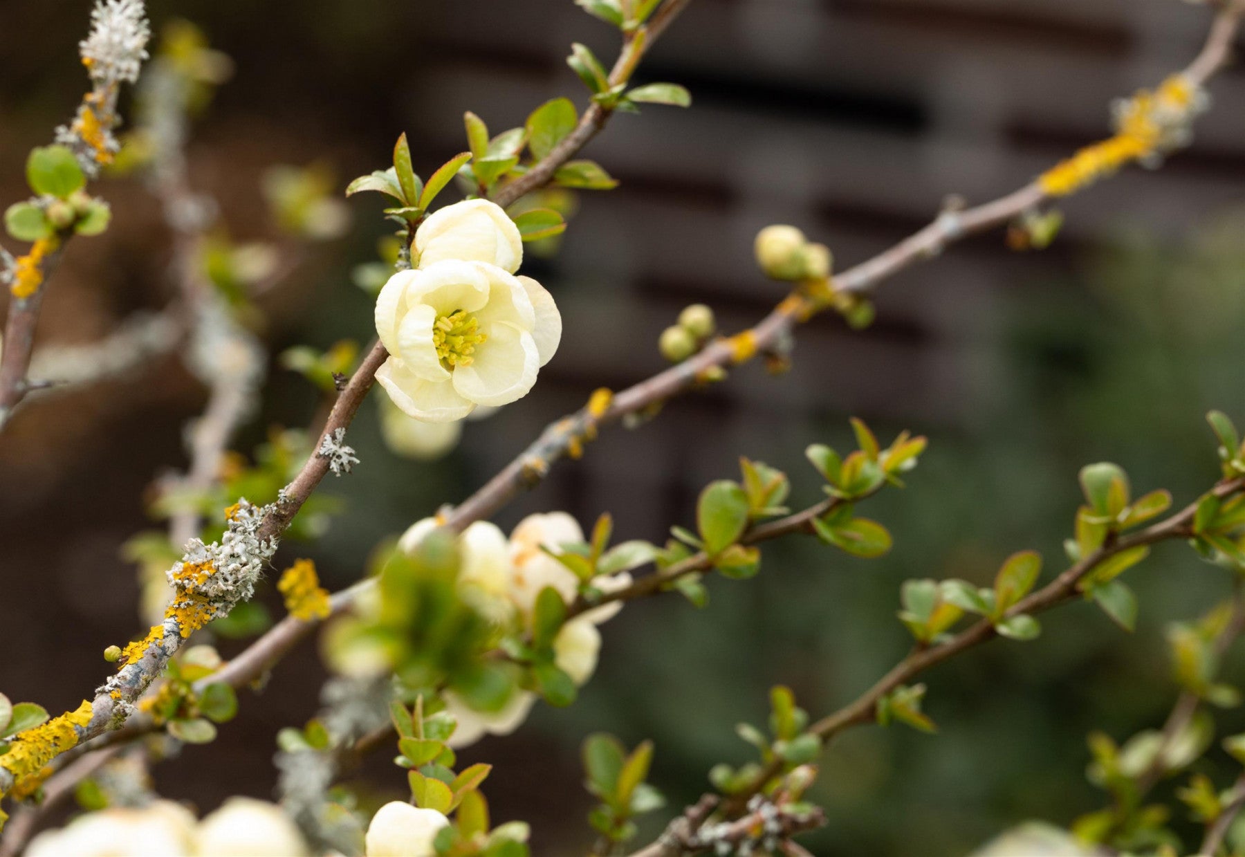 Chaenomeles 'Nivalis' (Zierquitte 'Nivalis')