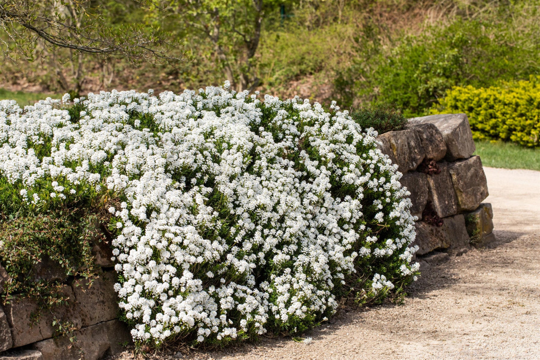 Iberis sempervirens 'Snowflake' (Immergrüne Garten-Schleifenblume)