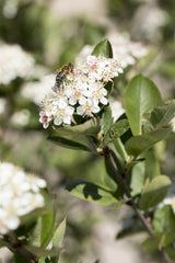 Aronia melanocarpa; hier mit Blüte; dekorativ; Einsatzmöglichkeit z.B. : Marmelade;;mit zeitnaher Lieferung