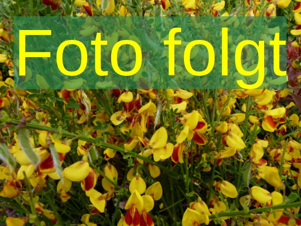 Cytisus praecox 'Allgold' (Elfenbeinginster 'Allgold')