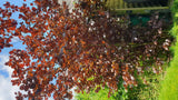 Corylus avellana 'Red Majestic'; in Einzelansicht; essbare Früchte; Einsatzmöglichkeit z.B. : Bienenweide;;mit zeitnaher Lieferung