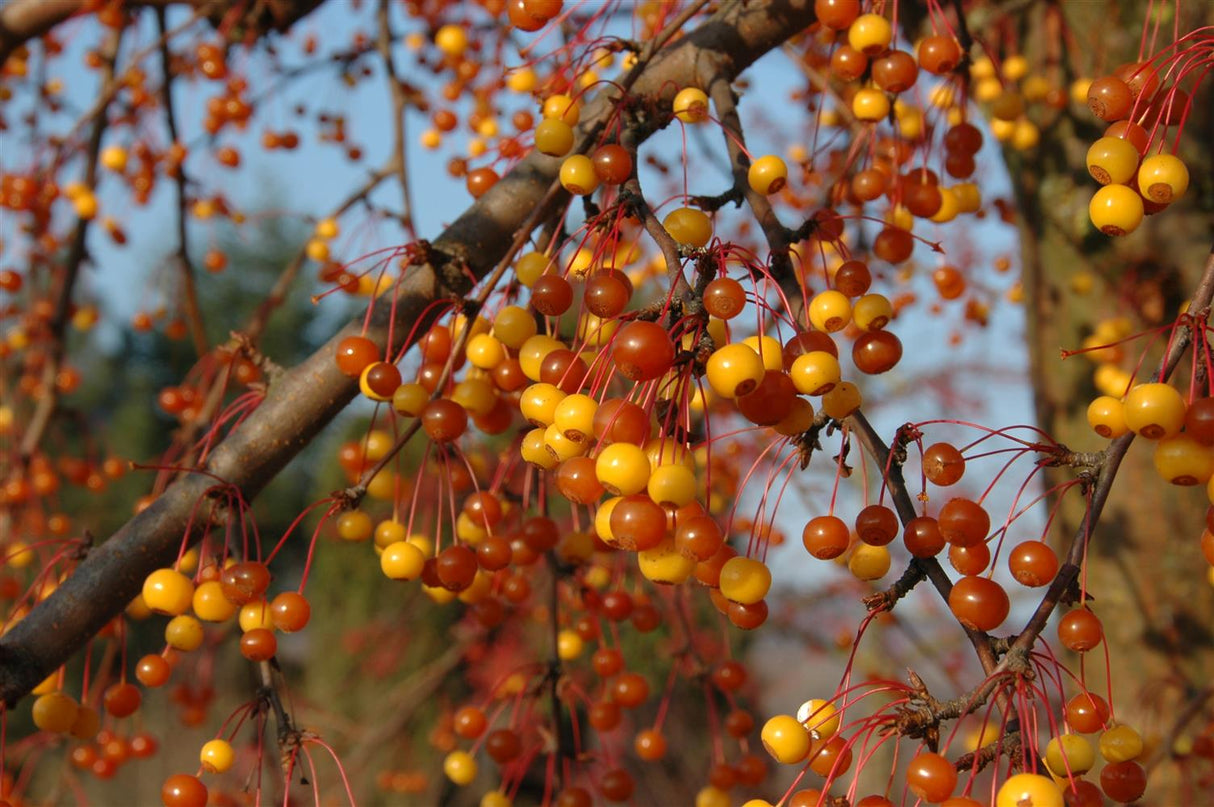 Zierapfel 'Coccinella'; mit Früchten/Fruchtbehang; pflegeleicht; Einsatzmöglichkeit z.B. : Kleingarten; erhältlich von 60-100 bis 450-650 cm;;hier kaufen