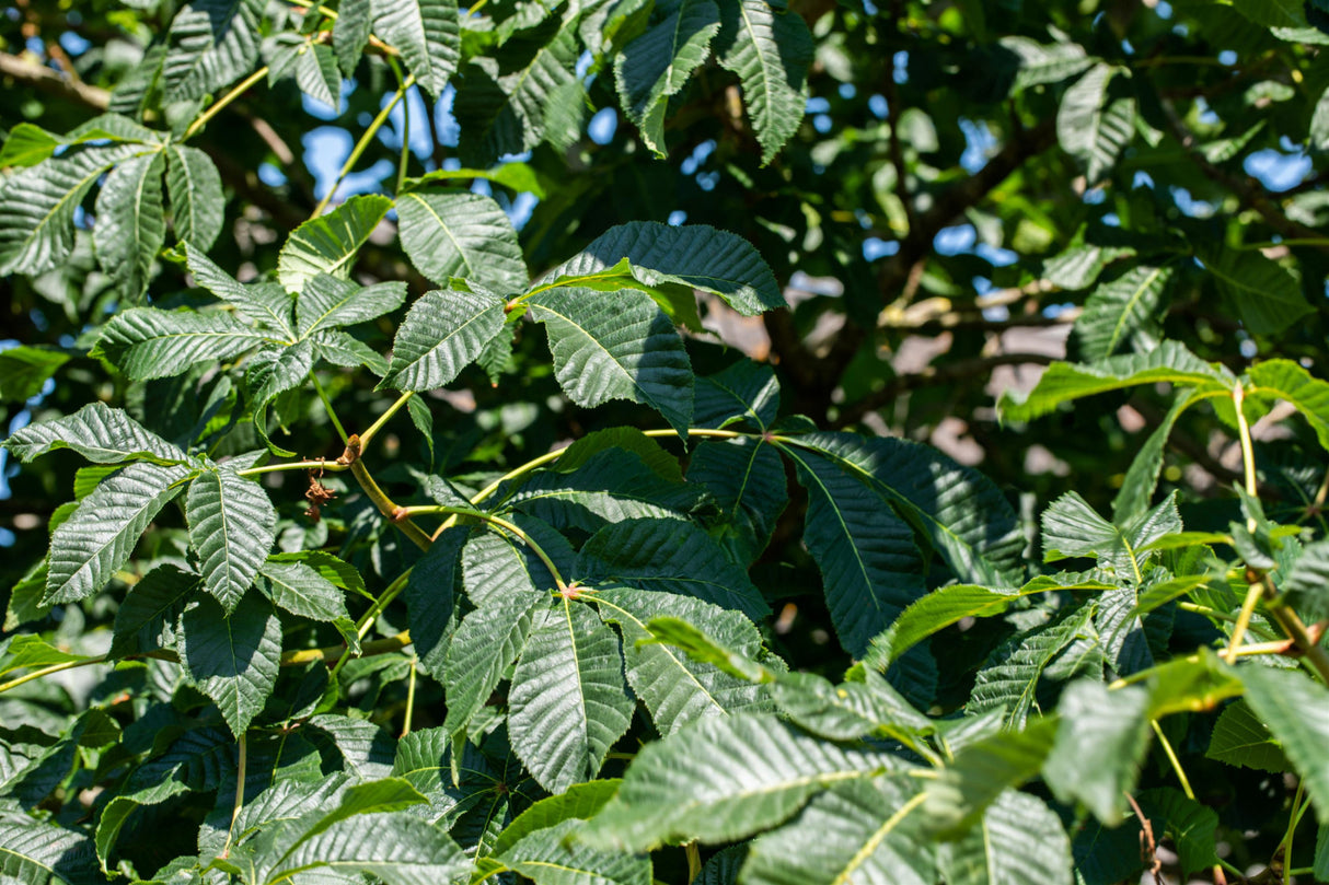 Rote Rosskastanie; hier mit Sommerbelaubung; blütenpracht; Einsatzmöglichkeit z.B. : Solitärbaum; erhältlich mit Stammumfang von 12-14 bis 20-25 cm;;günstig mit Qualität