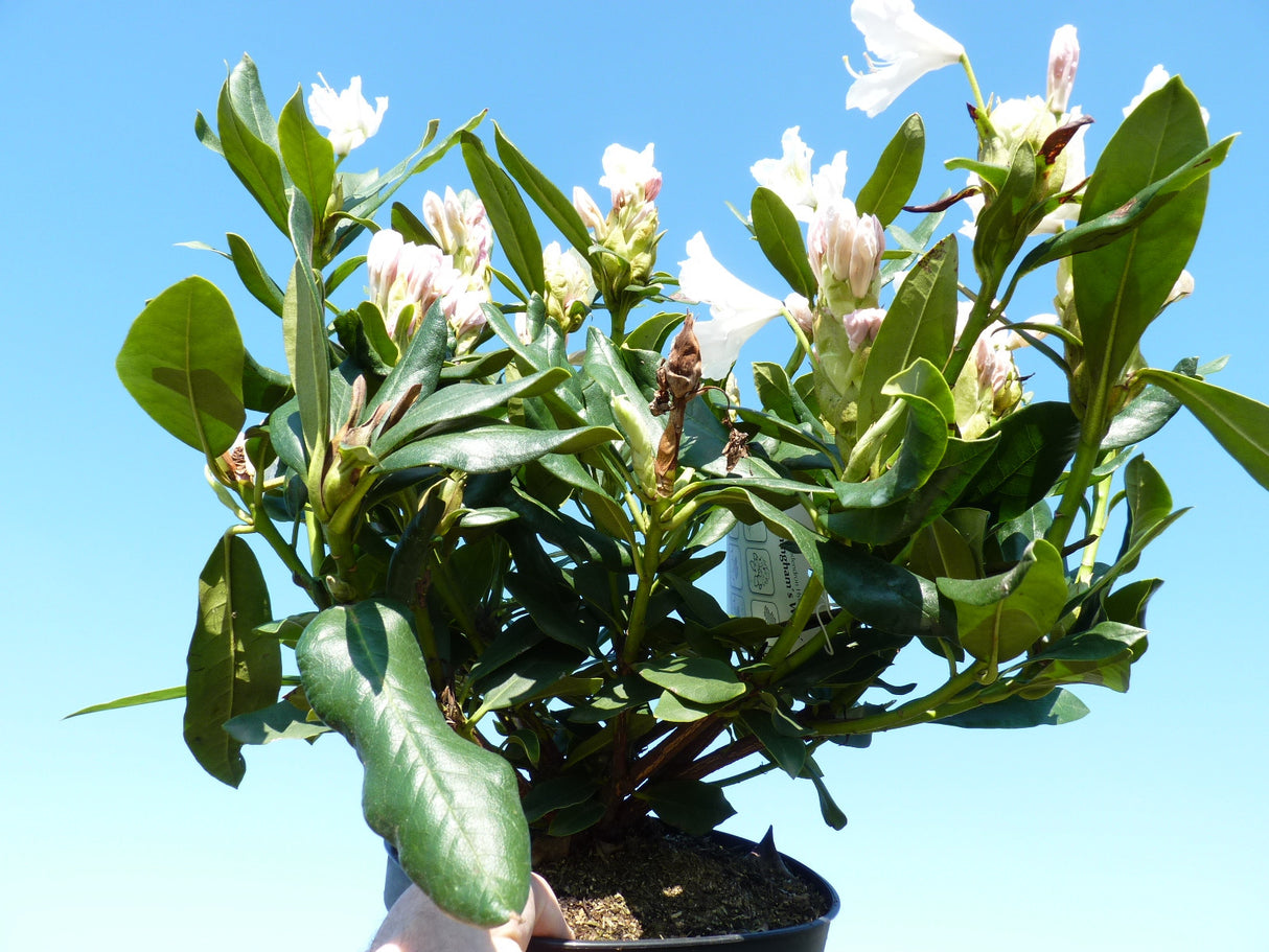 Rhododendron Cunningham's White; hier im Topf; winterhart; Einsatzmöglichkeit z.B. : Solitärpflanze;;mit zeitnaher Lieferung