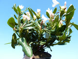 Rhododendron Cunningham's White; hier im Topf; winterhart; Einsatzmöglichkeit z.B. : Solitärpflanze;;mit zeitnaher Lieferung