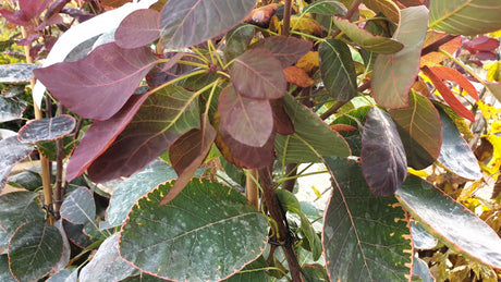 Cotinus coggygria 'Royal Purple'; hier mit Belaubung; blattfarbe; Einsatzmöglichkeit z.B. : Heckenpflanze;;mit zeitnaher Lieferung